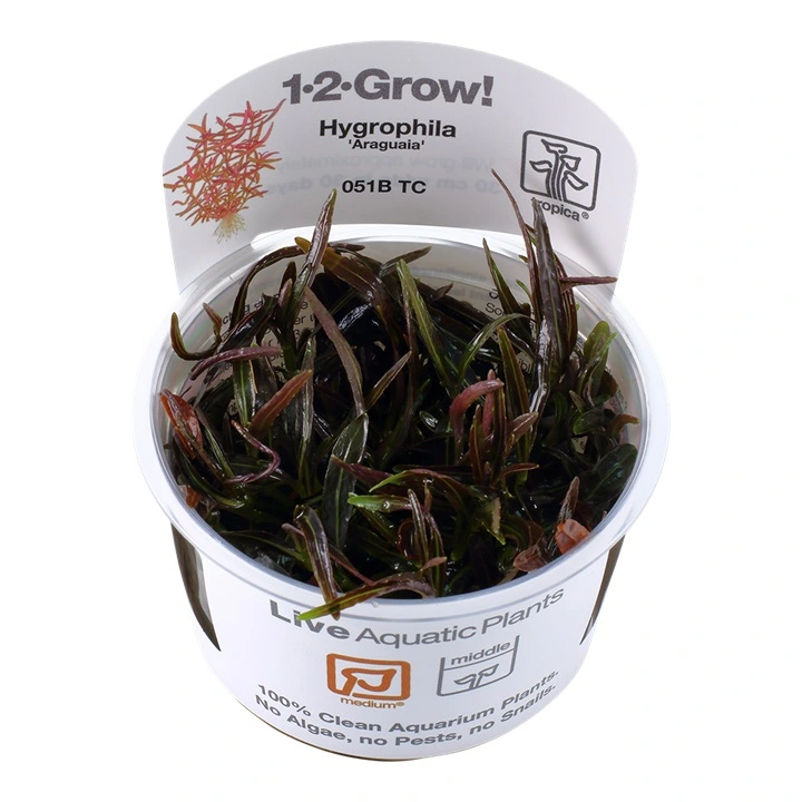 Tropica Hygrophila 'Araguaia' 1-2-GROW x 3